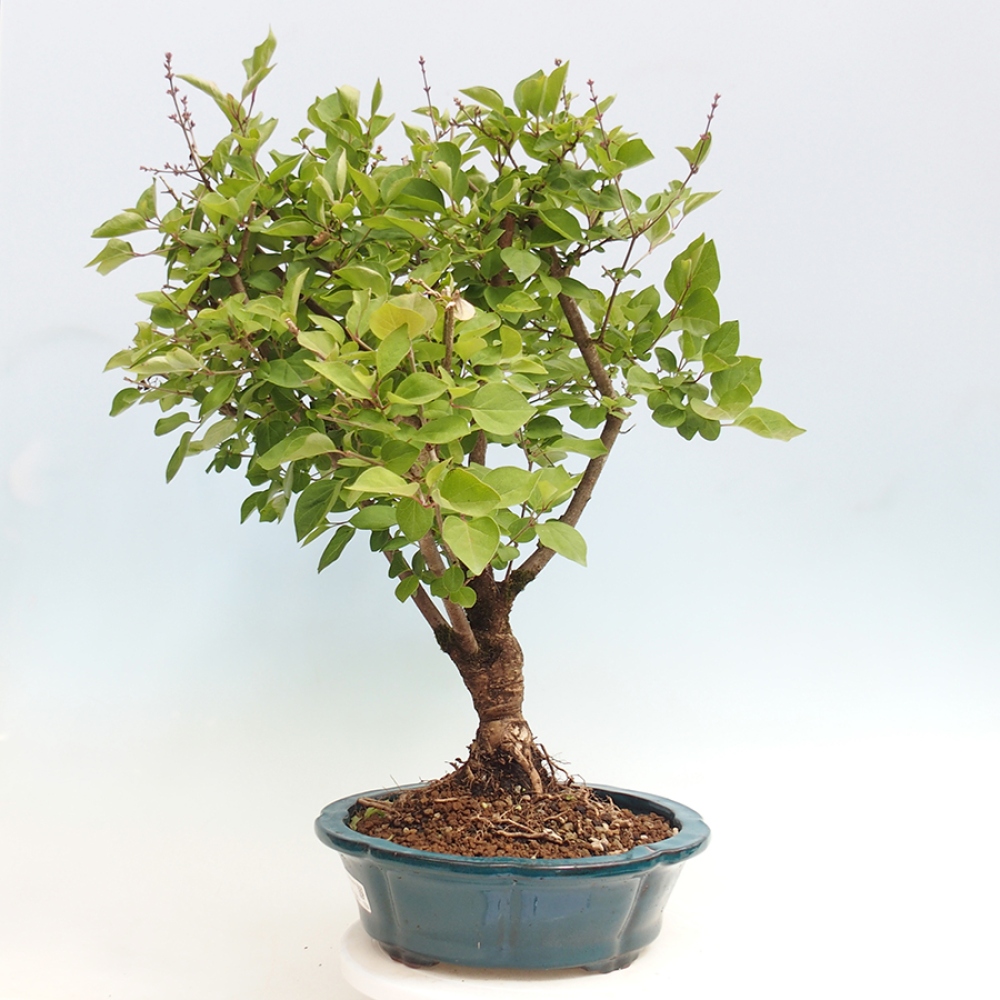 Bonsai für draußen - Syringa Meyeri Palibin - Meyer's Flieder