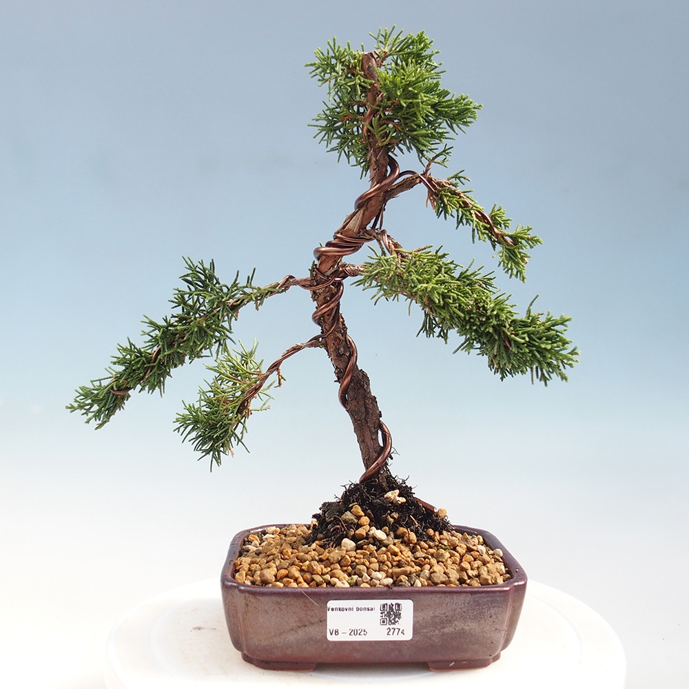 Bonsai für draußen - Juniperus chinensis Kishu