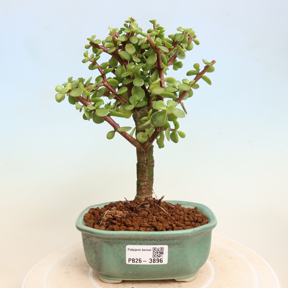 Zimmer Bonsai - Portulakaria Afra - Tlustice