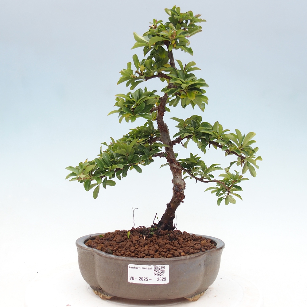 Freiland-Bonsai-Pyracantha Teton -Hlox