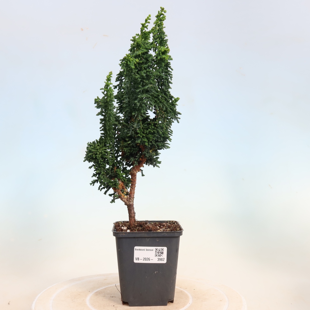 Bonsai für draußen - Cham. obtusa SEKKA HINOKI - Zypresse