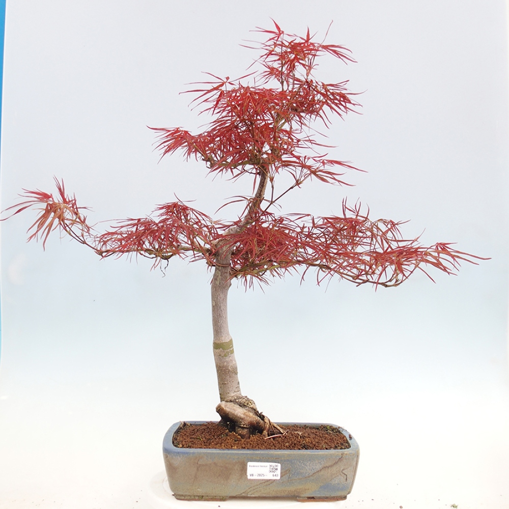 Bonsai für draußen - Acer palmatum RED PYGMY