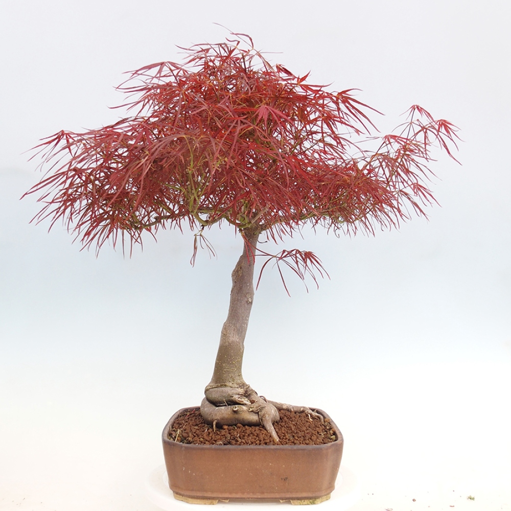 Bonsai für draußen - Acer palmatum RED PYGMY