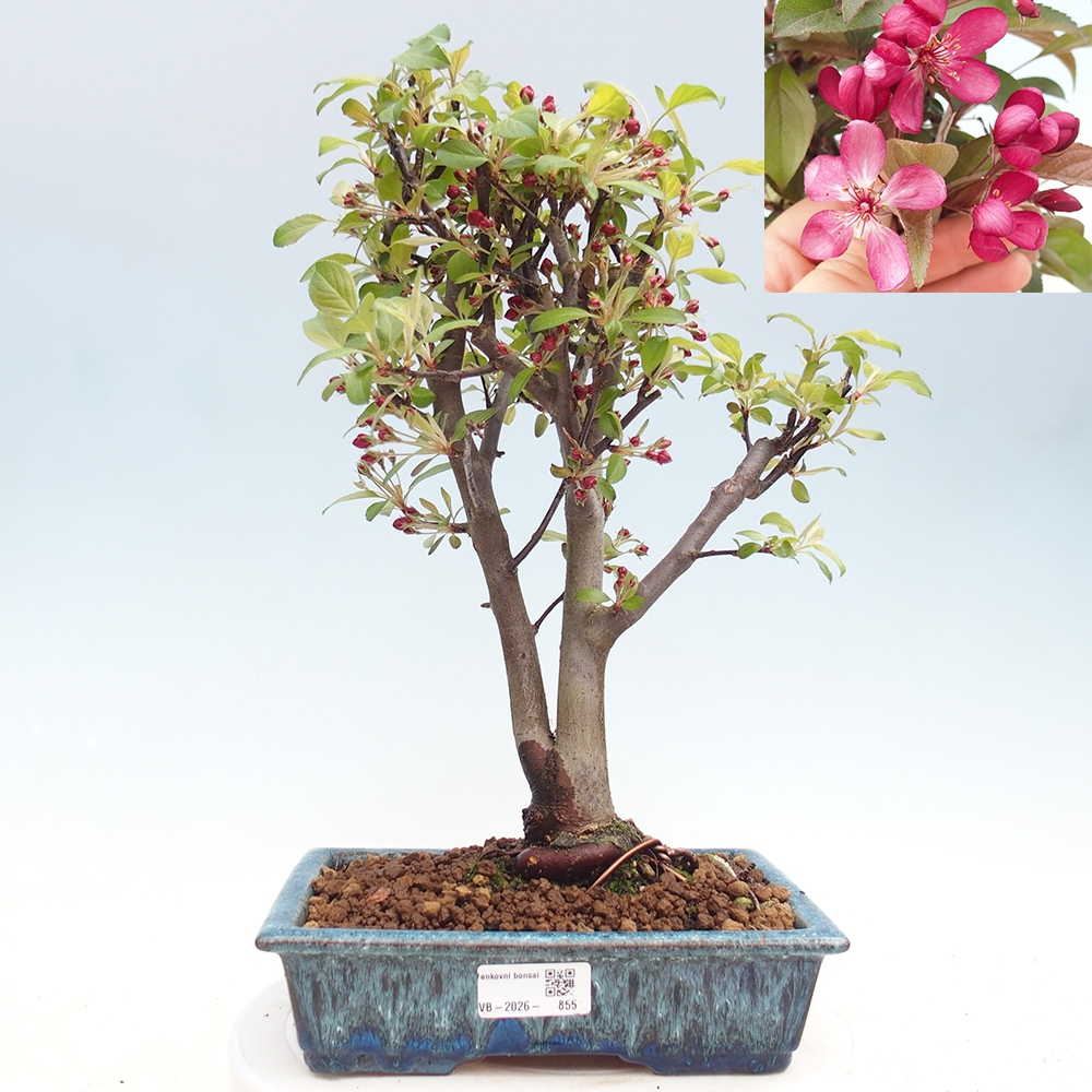 Outdoor-Bonsai -Malus domestica - Kleinfrüchtiger rotblättriger Apfelbaum