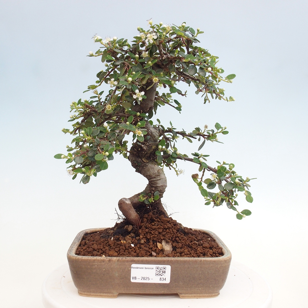 Freiland-Bonsai-Cotoneaster dammeri - Damer's Rock