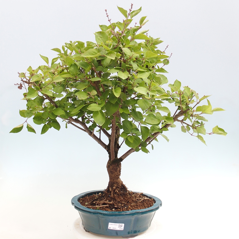Bonsai für draußen - Syringa Meyeri Palibin - Meyer's Flieder