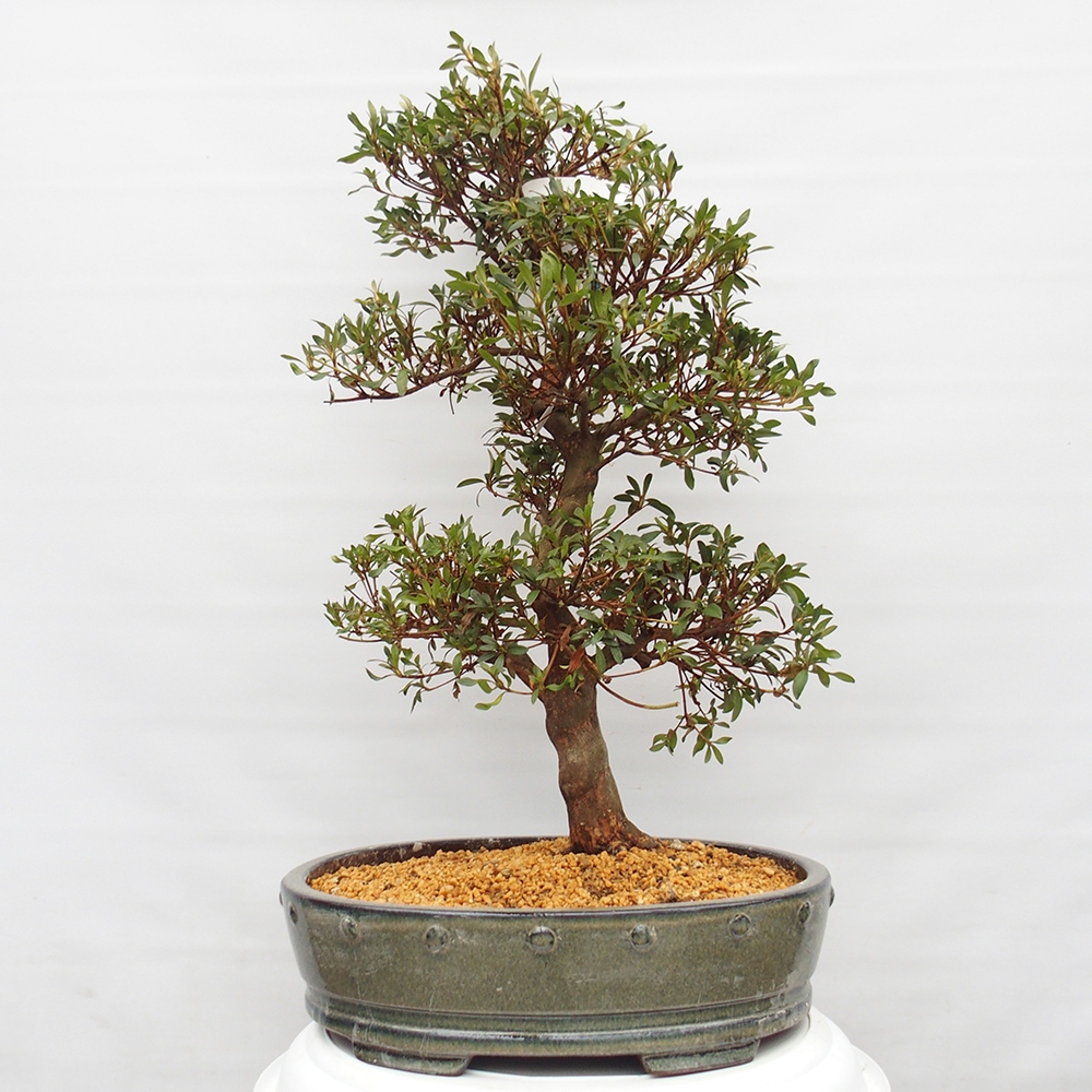 Bonsai für draußen - Japanische Azalee - Azalee CHIHIRO