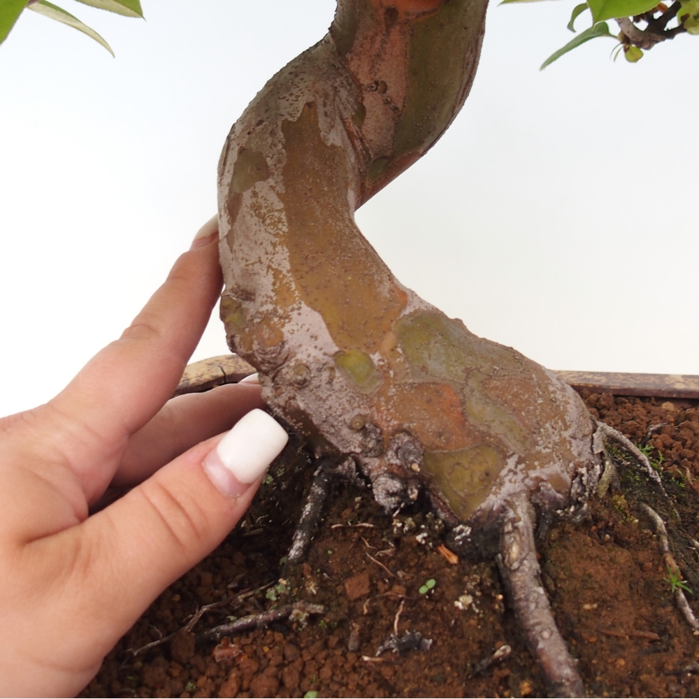 Bonsai für draußen - Pseudocydonia sinensis - Chinesische Quitte