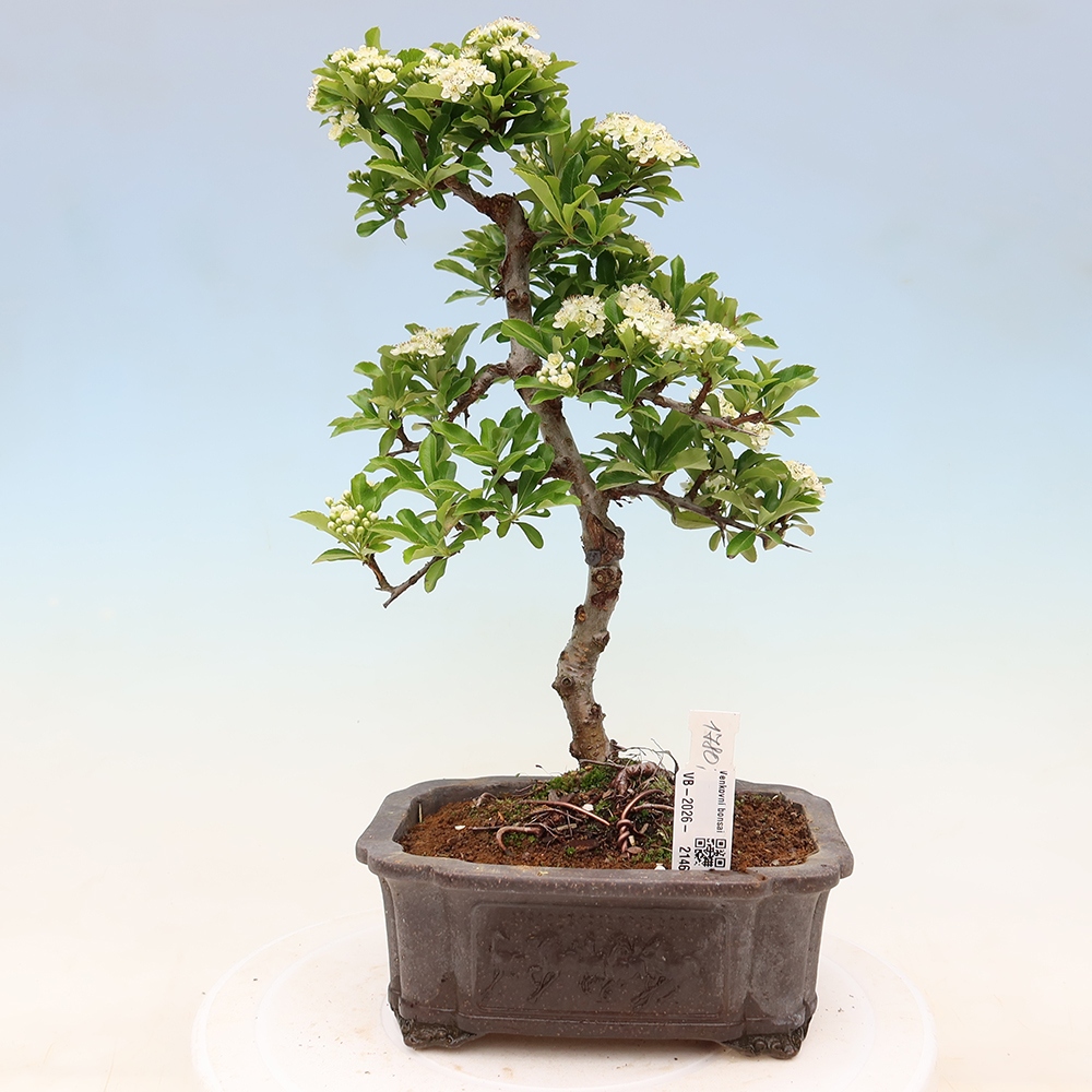 Bonsai für den Außenbereich – Pyracantha teton – Feuerdorn