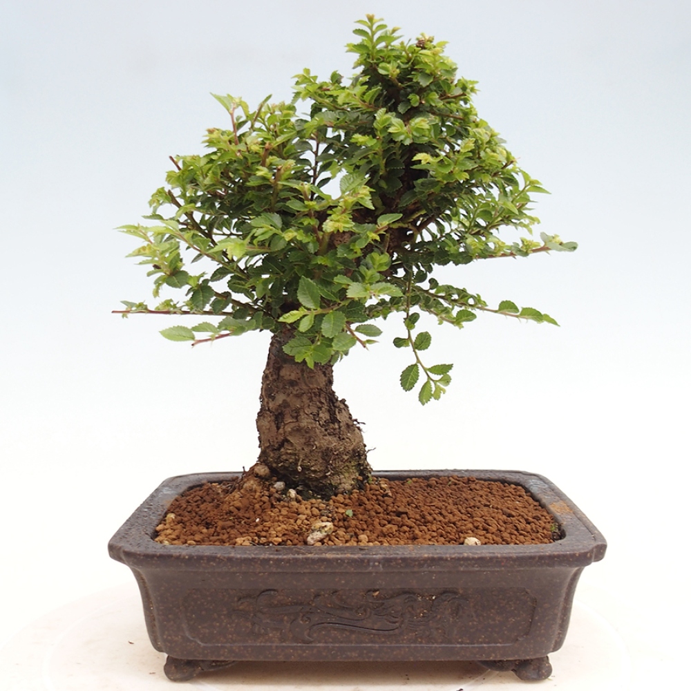 Bonsai für draußen - Ulmus parvifolia Hokkaido - Chinesische Ulme