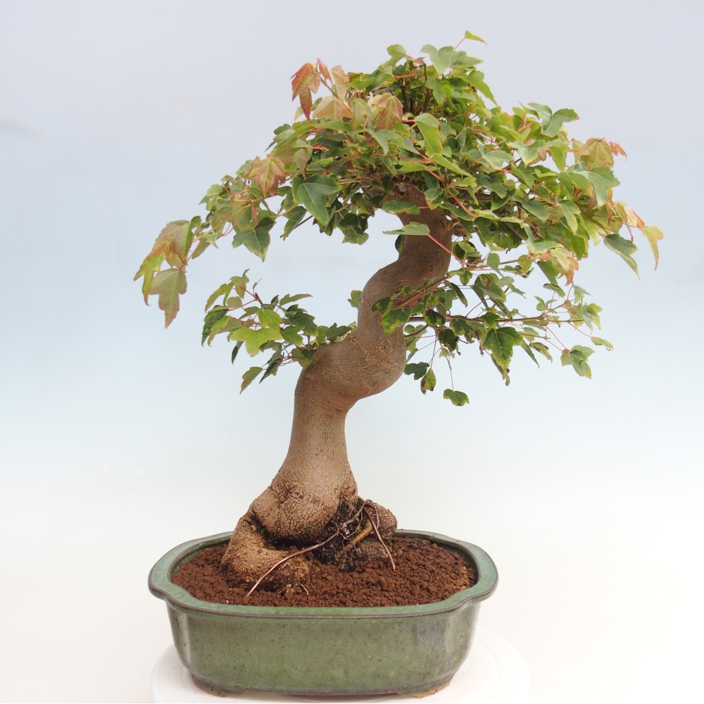 Bonsai für draußen - Acer Buergerianum - Bergahorn
