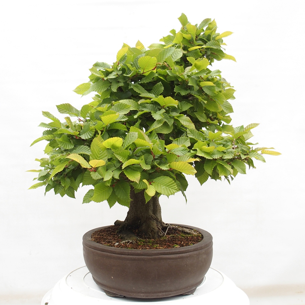 Bonsai für draußen - Hainbuche - Carpinus betulus