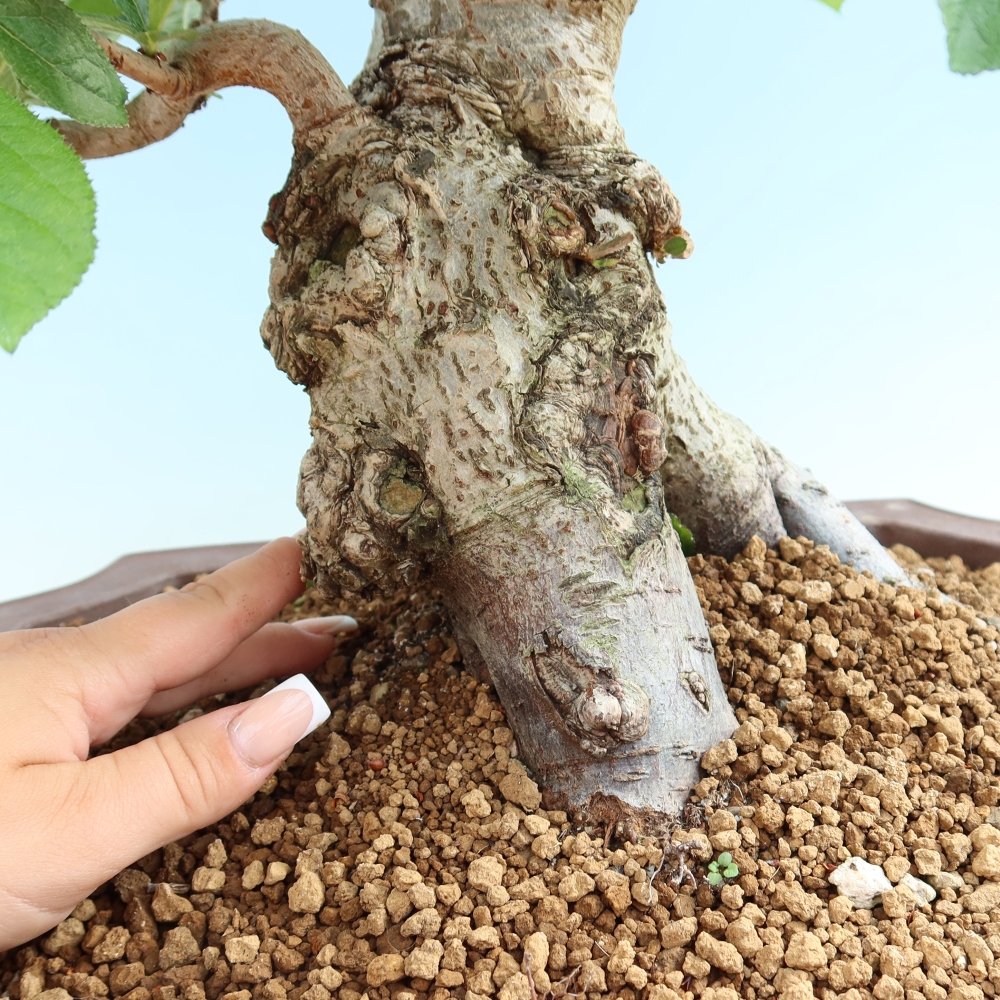 Bonsai für draußen - Photinia villosa