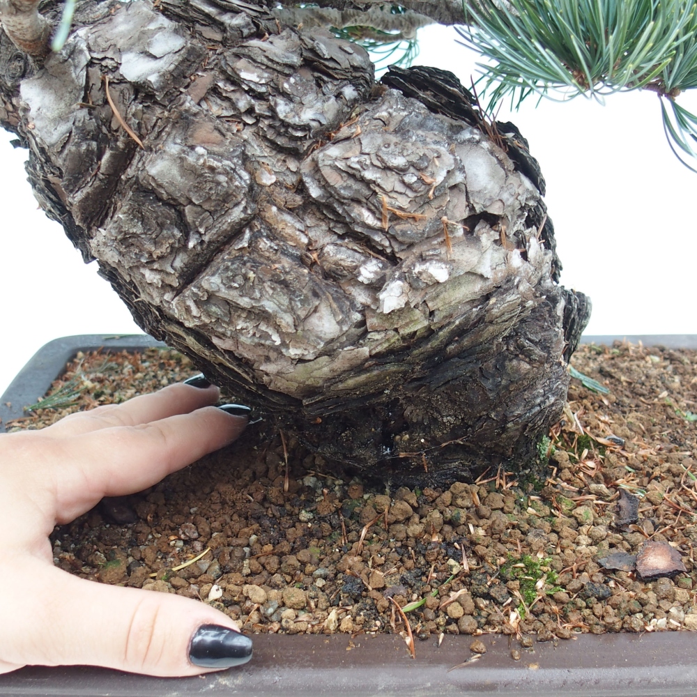 Bonsai für draußen - Pinus parviflora - Pinus parviflora