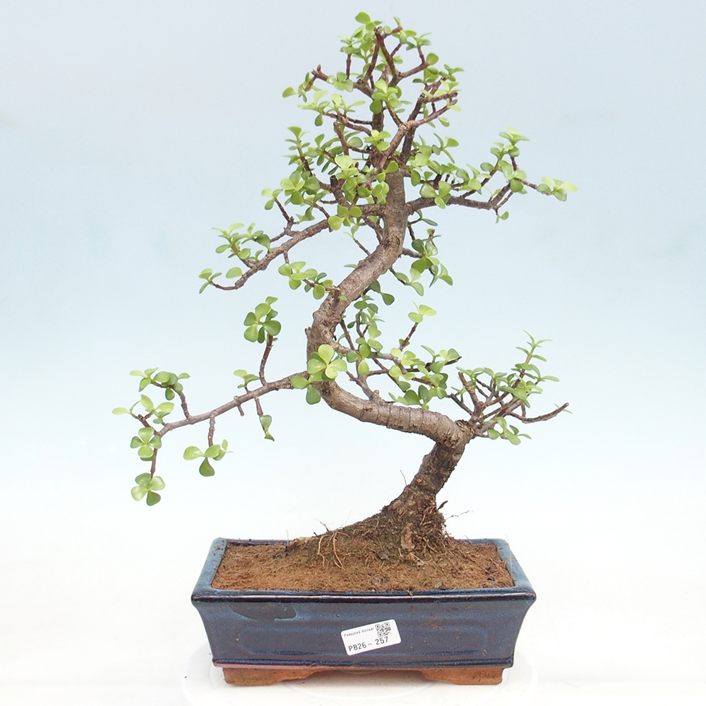 Zimmer Bonsai - Portulakaria Afra - Tlustice