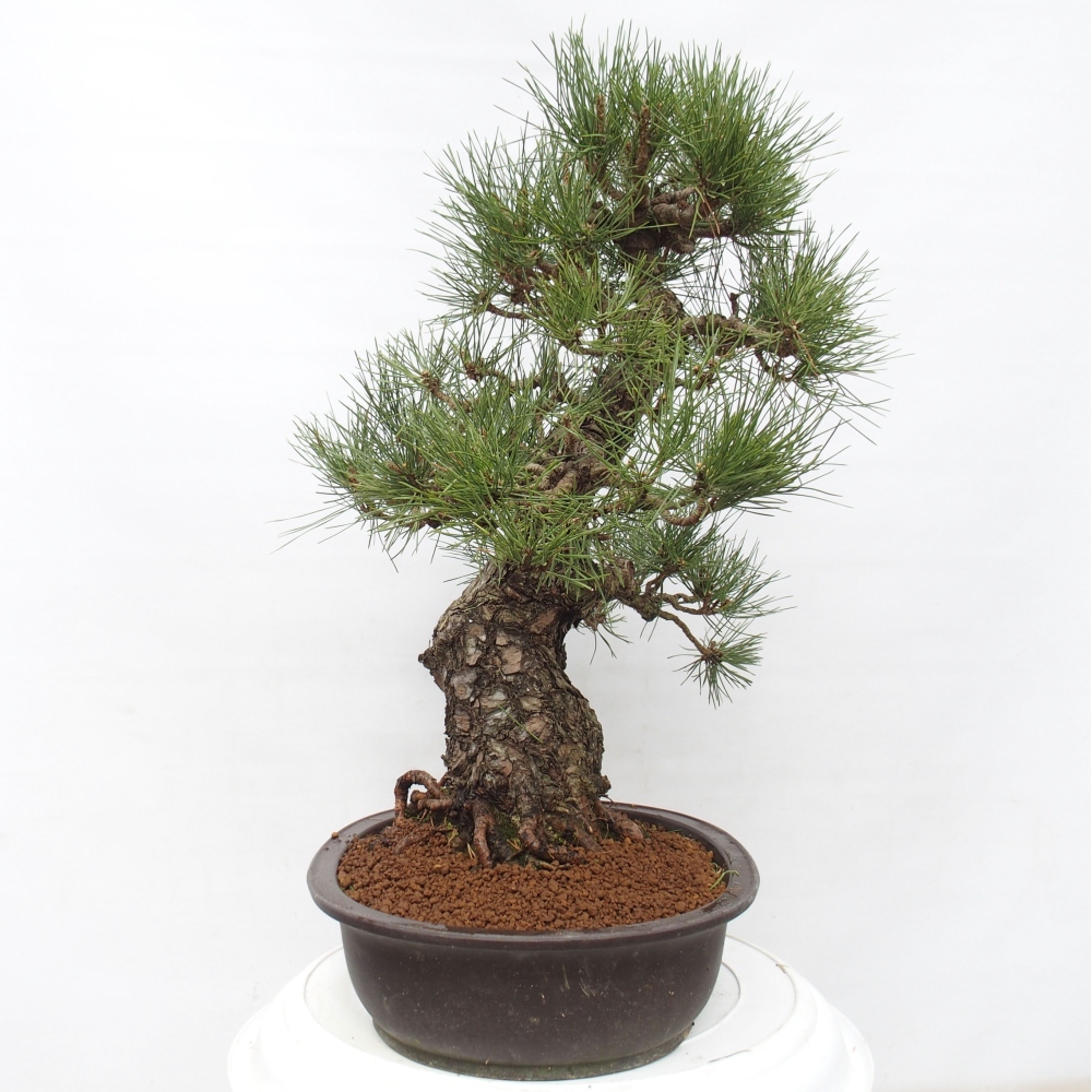 Bonsai für draußen - Pinus thunbergii - Thunberg-Kiefer