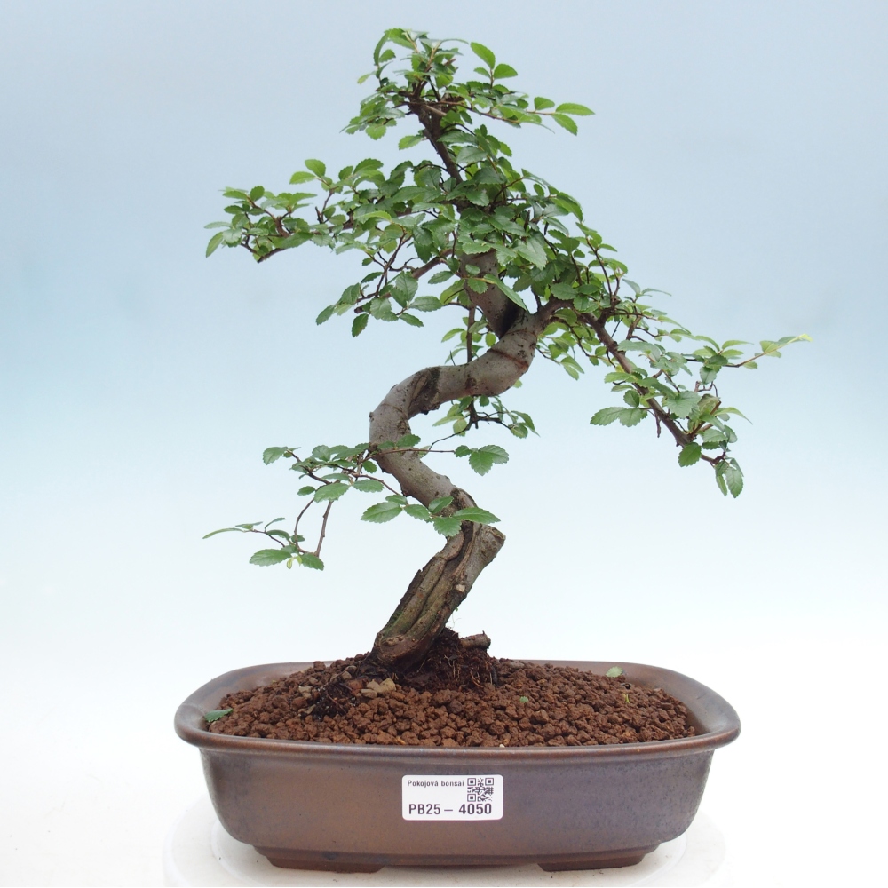 Zimmerbonsai - Ulmus parvifolia - Kleinblättrige Ulme