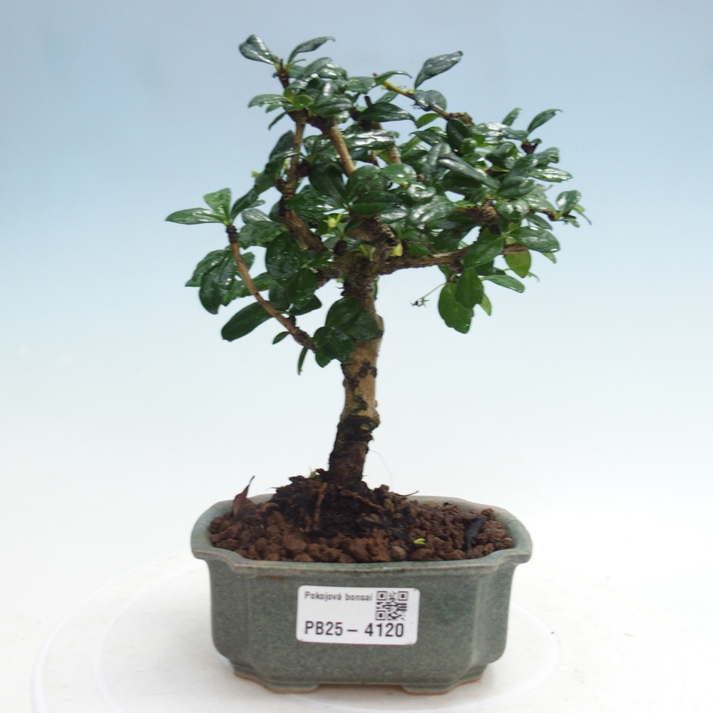 Zimmer-Bonsai - Carmona macrophylla - Tee-Fuki