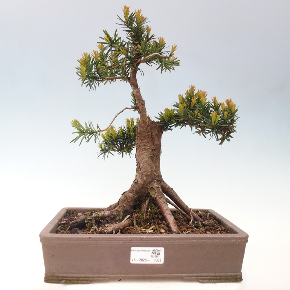 Bonsai für draußen - Taxus cuspidata - Japanische Eibe
