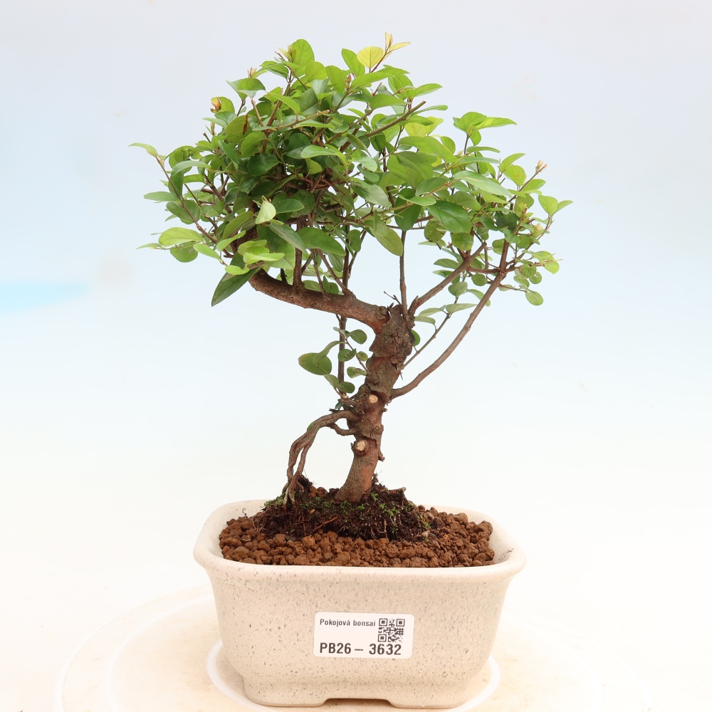 Zimmer Bonsai - Sageretia thea - Sageretia thea
