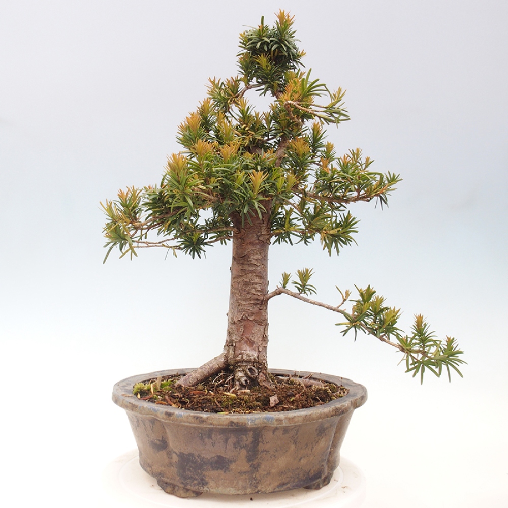 Bonsai für draußen - Taxus cuspidata - Japanische Eibe