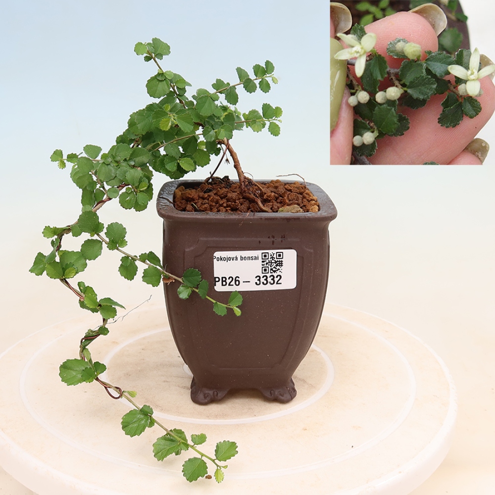 Zimmerbonsai - Grewia sp. - Grewia malafolia