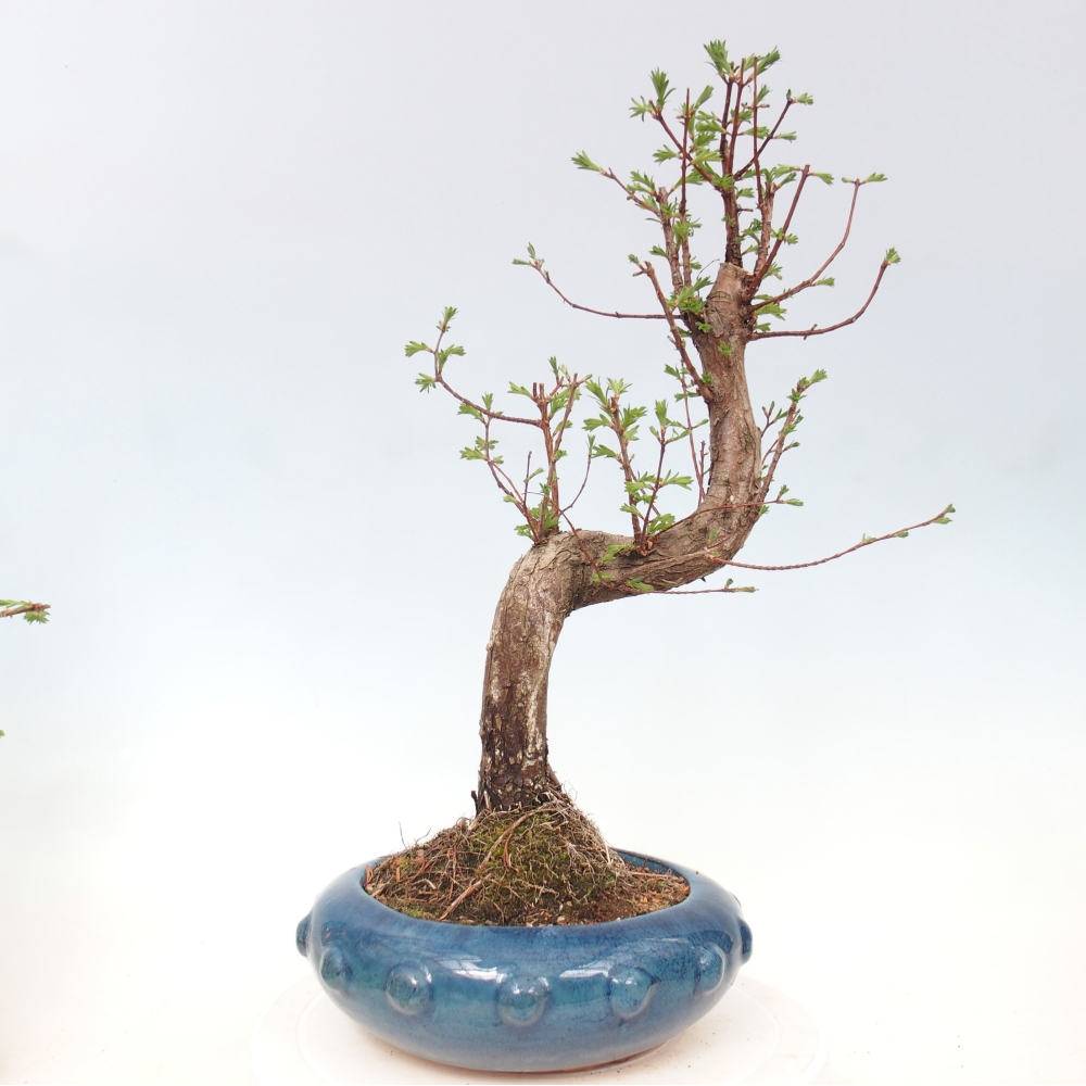 Bonsai für draußen - Metasequoia glyptostroboides - Chinesische Metasequoia