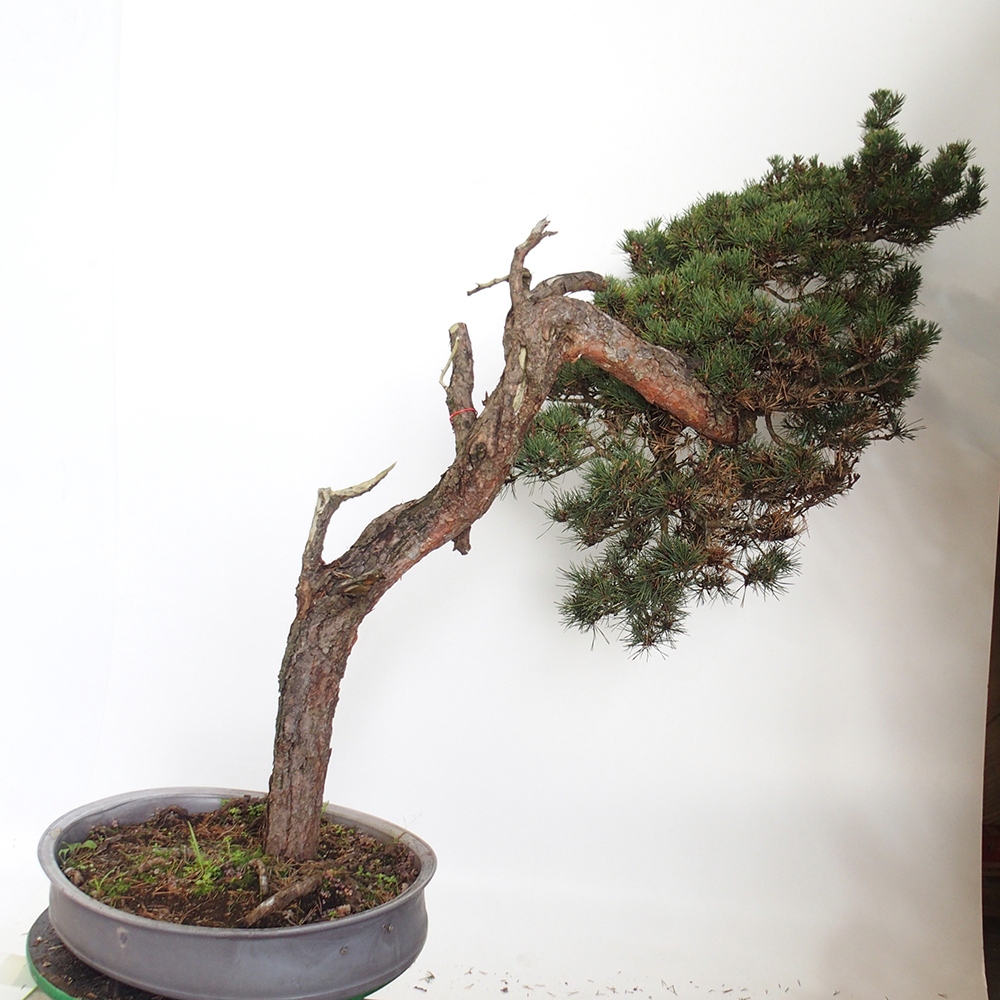 Yamadori - Pinus sylvestris Spanien
