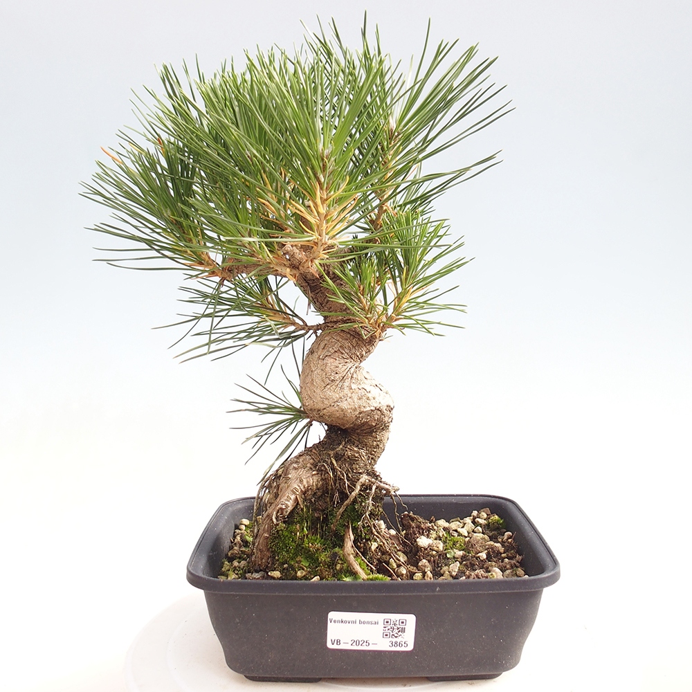 Bonsai für draußen - Pinus thunbergii - Thunberg-Kiefer