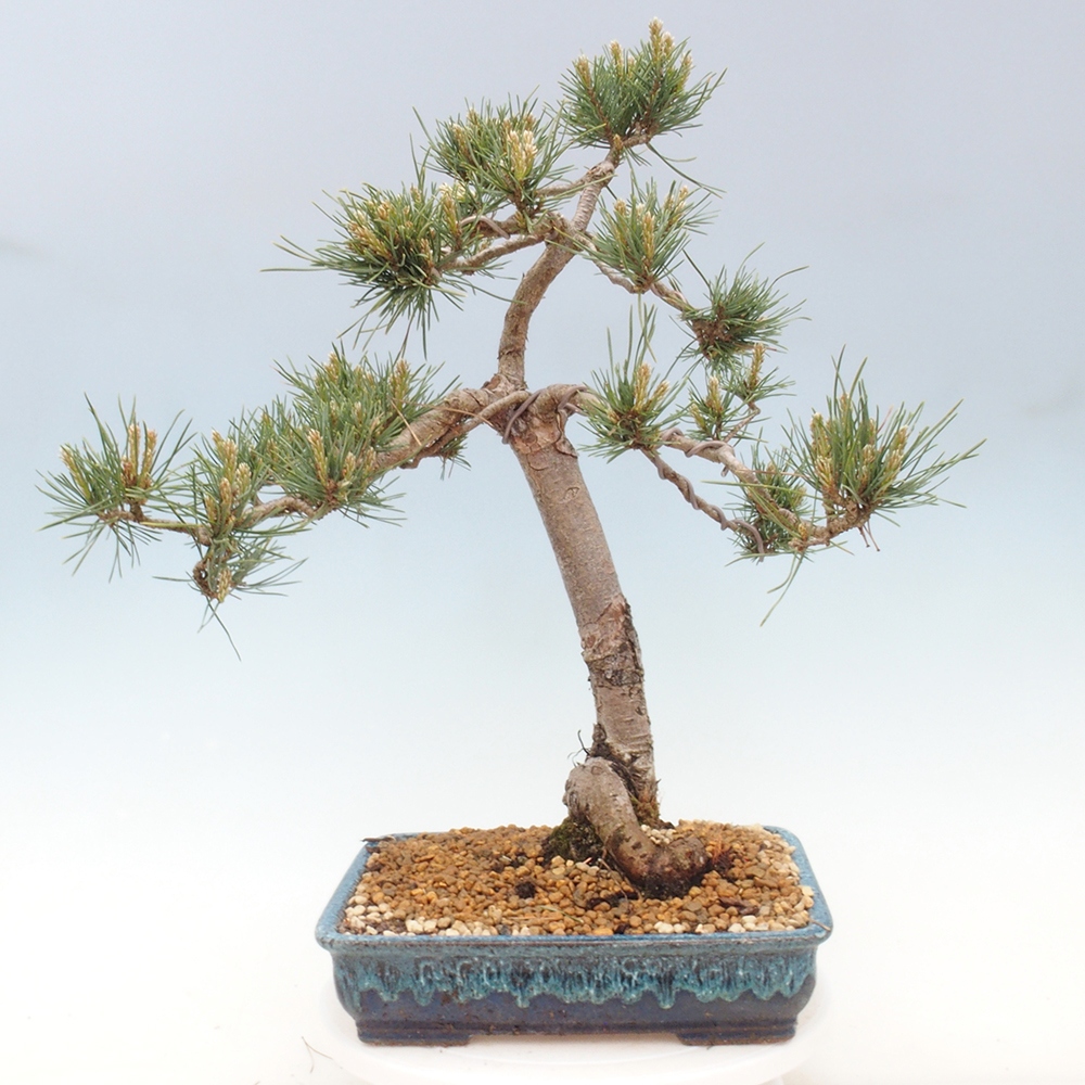 Bonsai für draußen - Pinus Sylvestris Watererri - Waldkiefer