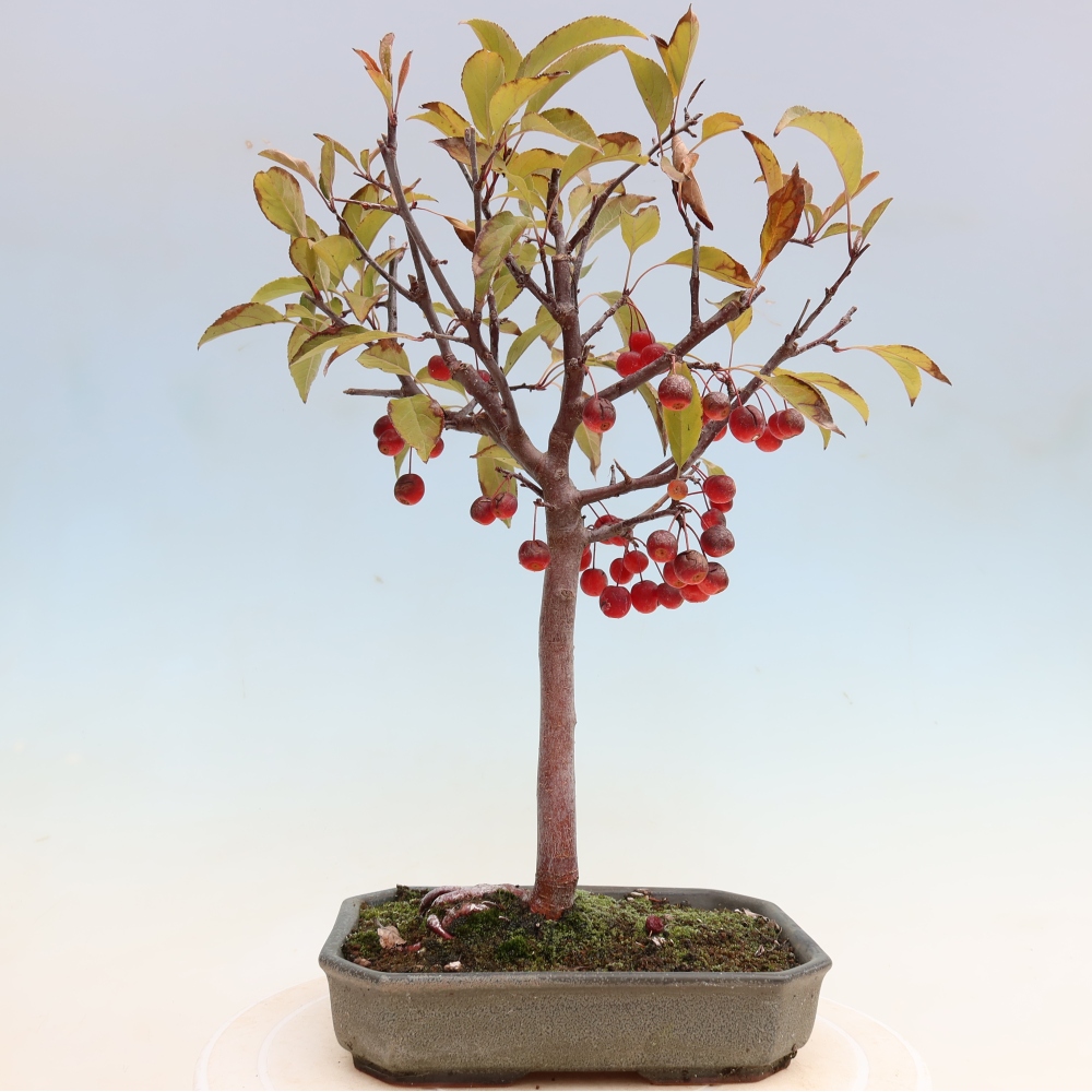 Outdoor-Bonsai -Malus domestica - Kleinfrüchtiger rotblättriger Apfelbaum