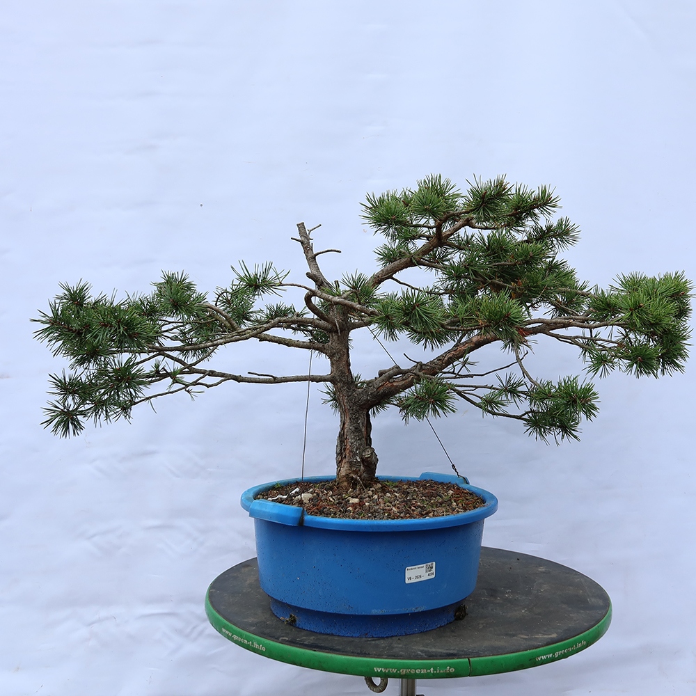 Pinus sylvestris Spanien – Waldkiefer