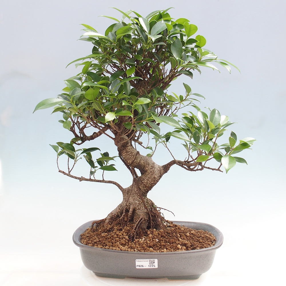 Zimmerbonsai - Ficus kimmen - Kleinblättriger Ficus