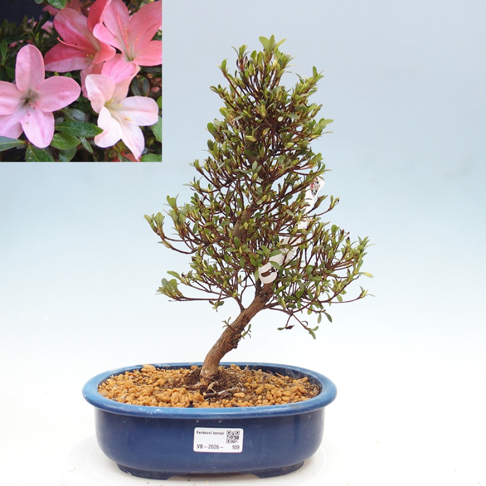 Bonsai für draußen - Japanische Azalee - Azalea Nikko