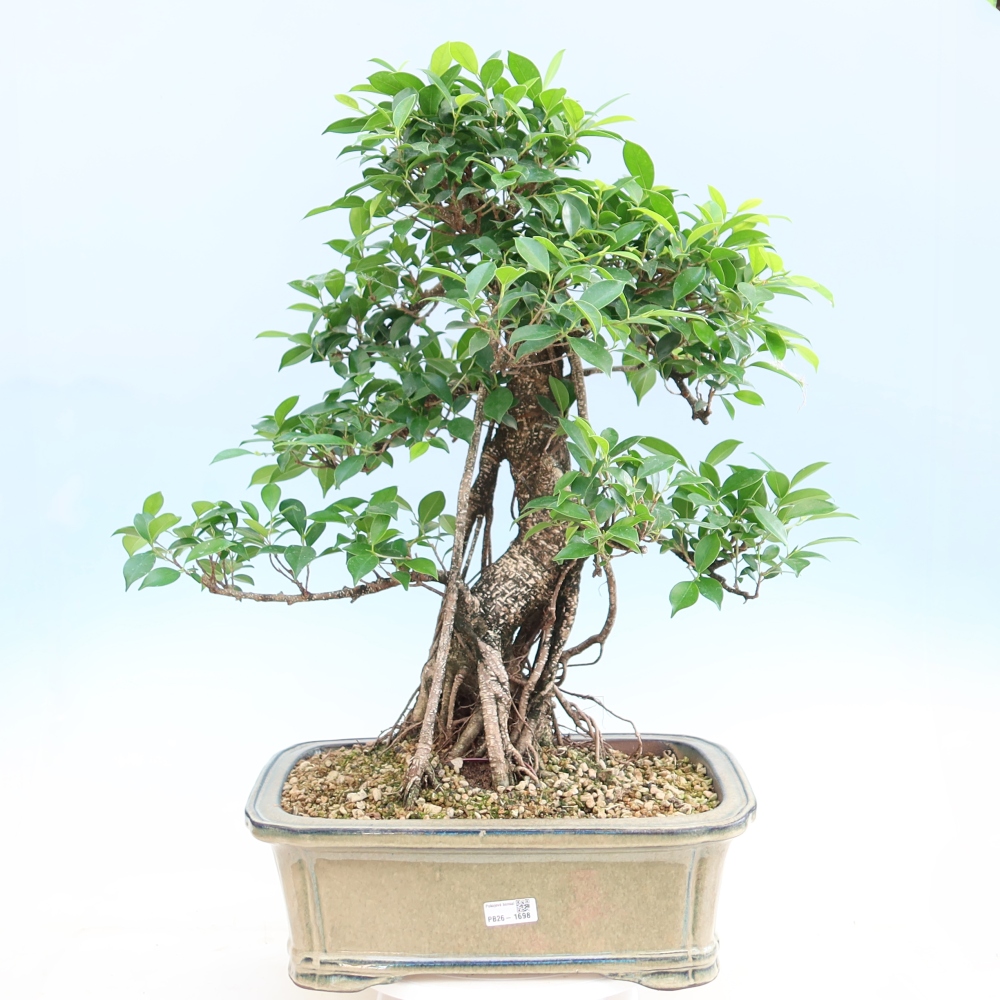 Zimmerbonsai - Ficus kimmen - Kleinblättriger Ficus