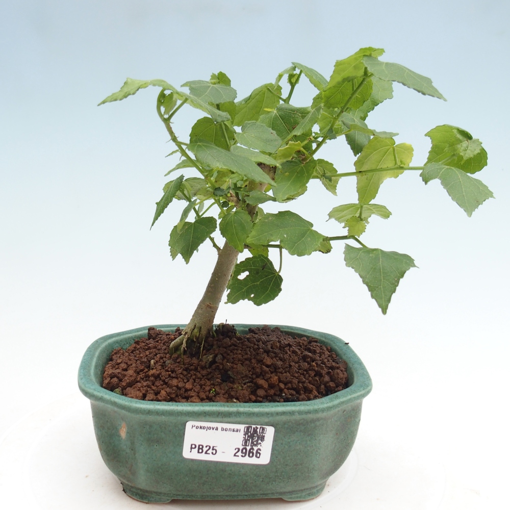 Zimmerbonsai - Malvaviscus arboreus