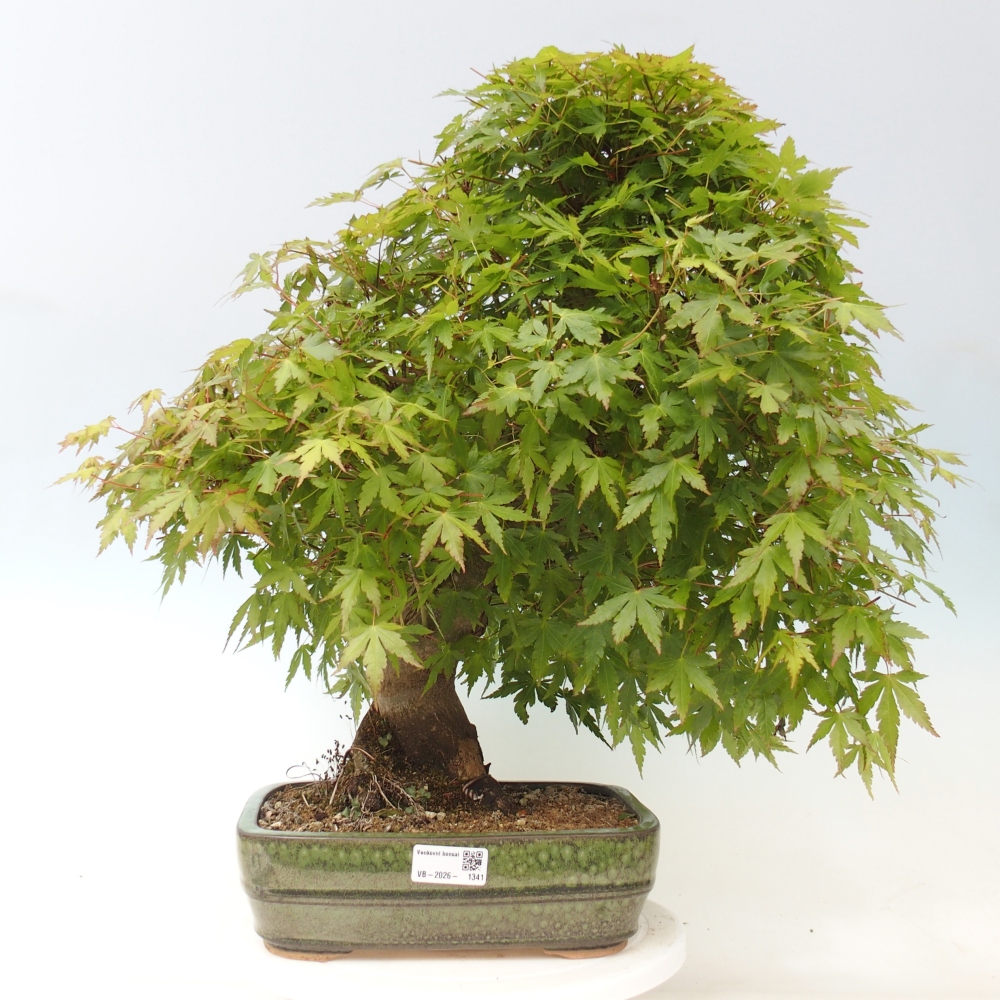 Bonsai für den Außenbereich - Acer palmatum - Vorbereitung NUR auf Paletten