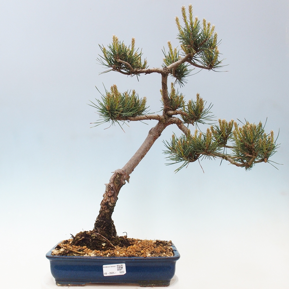 Bonsai für draußen - Pinus Sylvestris Watererri - Waldkiefer