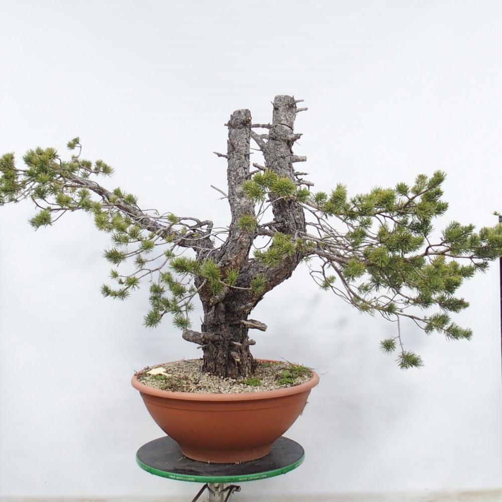 Yamadori - Pinus sylvestris Spanien