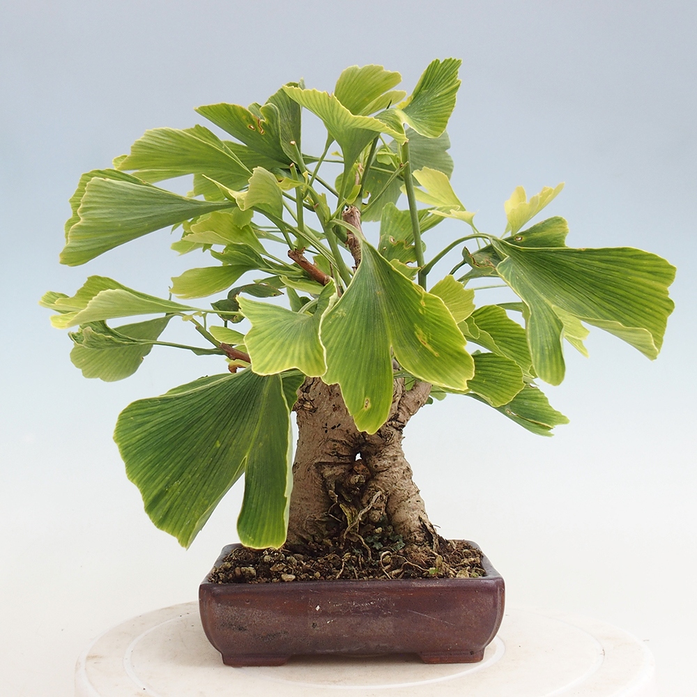 Bonsai für draußen - Ginkgo biloba - Ginkgo biloba