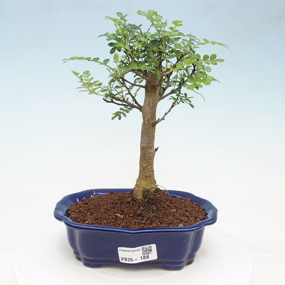 Zimmer Bonsai - Zantoxylum piperitum - Pfefferbaum