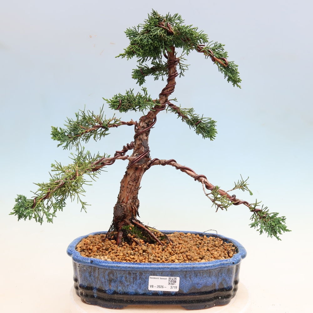 Bonsai für draußen - Juniperus chinensis Kishu