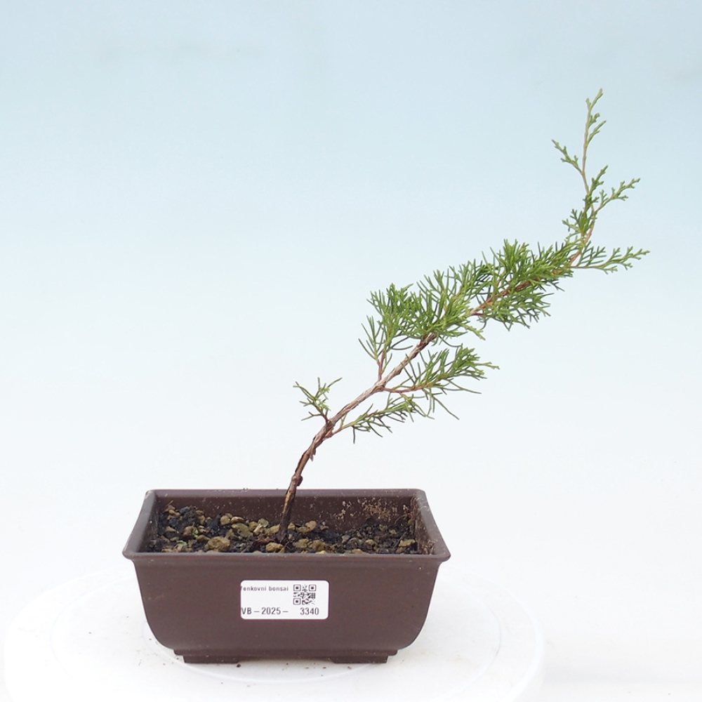 Bonsai für draußen - Juniperus chinensis Itoigawa