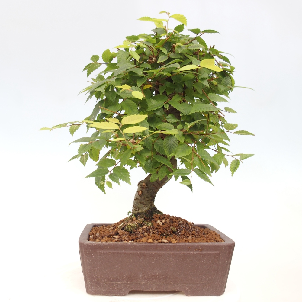 Bonsai für draußen - Zelkova - Zelkova NIRE