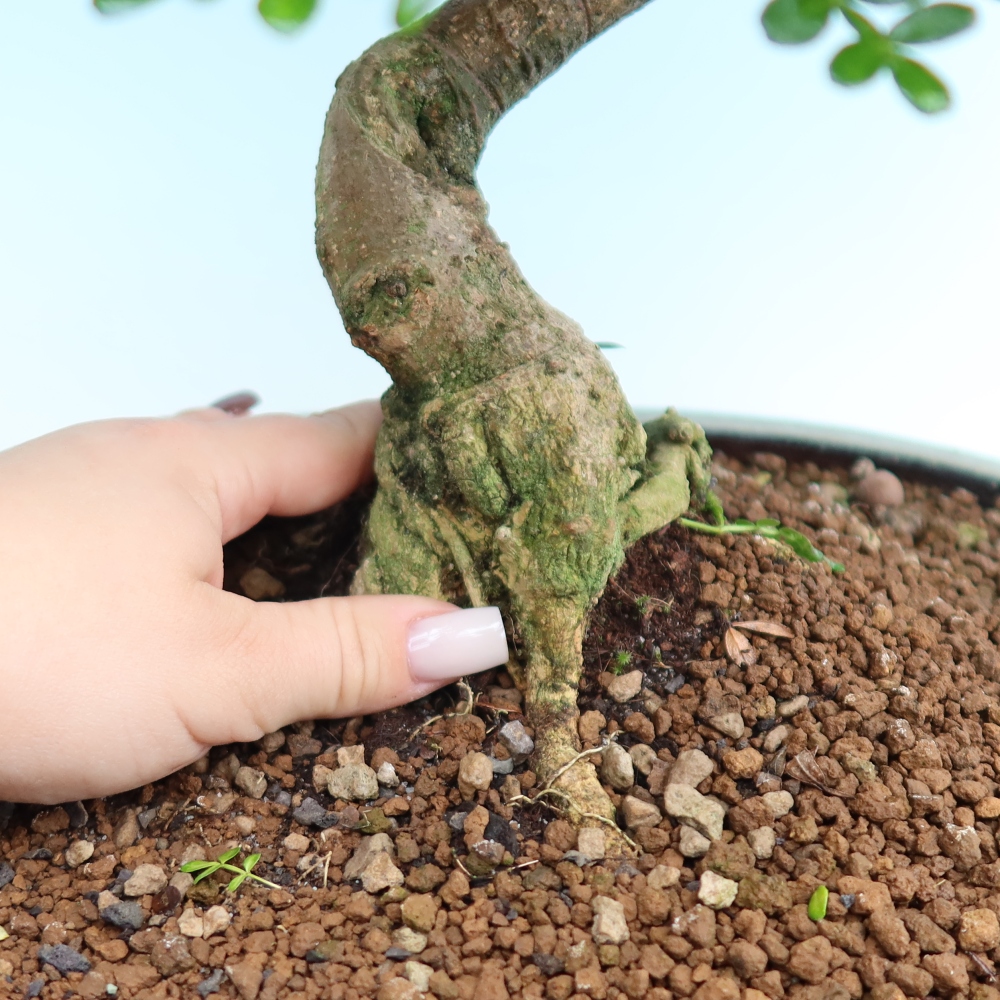 Zimmer Bonsai - Zantoxylum piperitum - Pfefferbaum