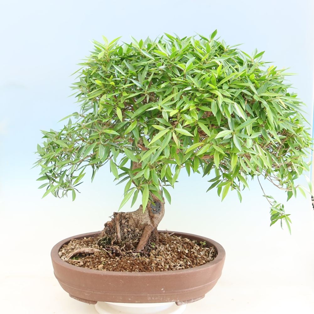 Zimmerbonsai - Ficus nerifolia - Kleinblättriger Ficus