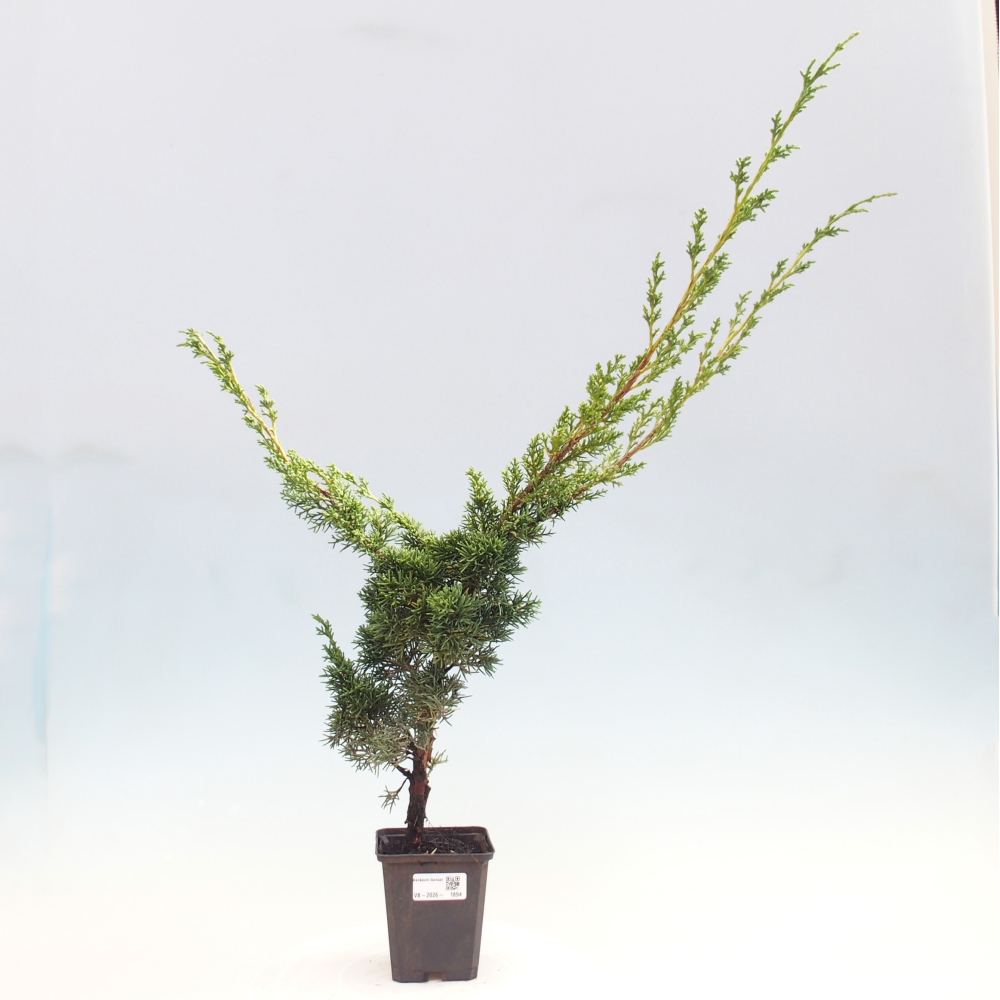 Bonsai für draußen - Juniperus chinensis Kishu