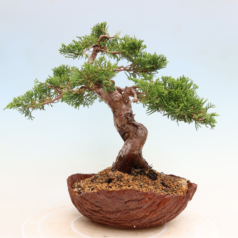 Bonsai für draußen - Juniperus chinensis Itoigawa-Juniperus chinensis
