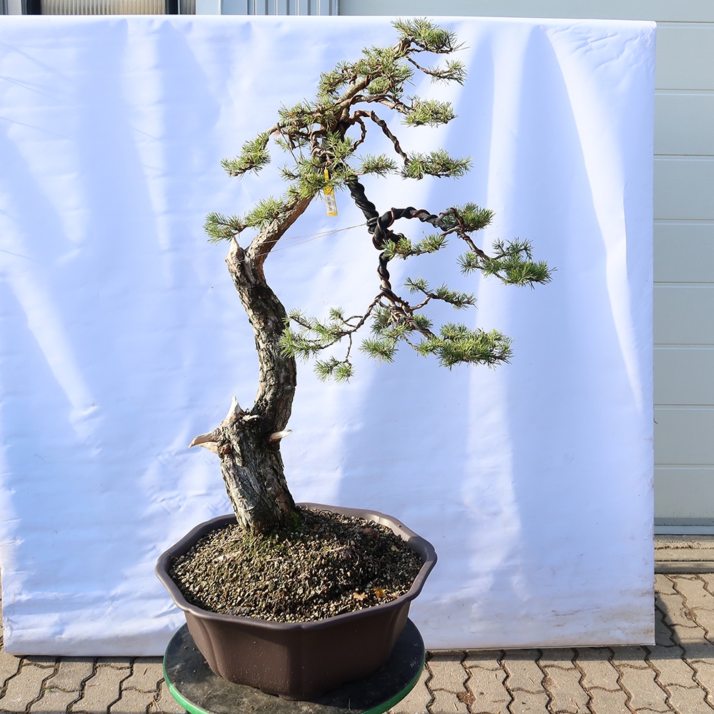 Pinus sylvestris Spanien – Waldkiefer