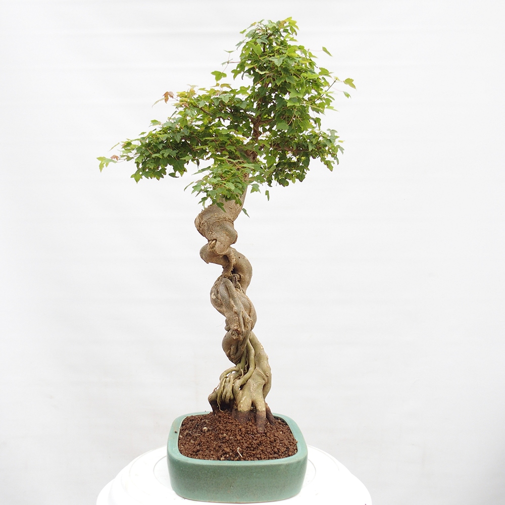 Bonsai für draußen - Acer Buergerianum - Bergahorn